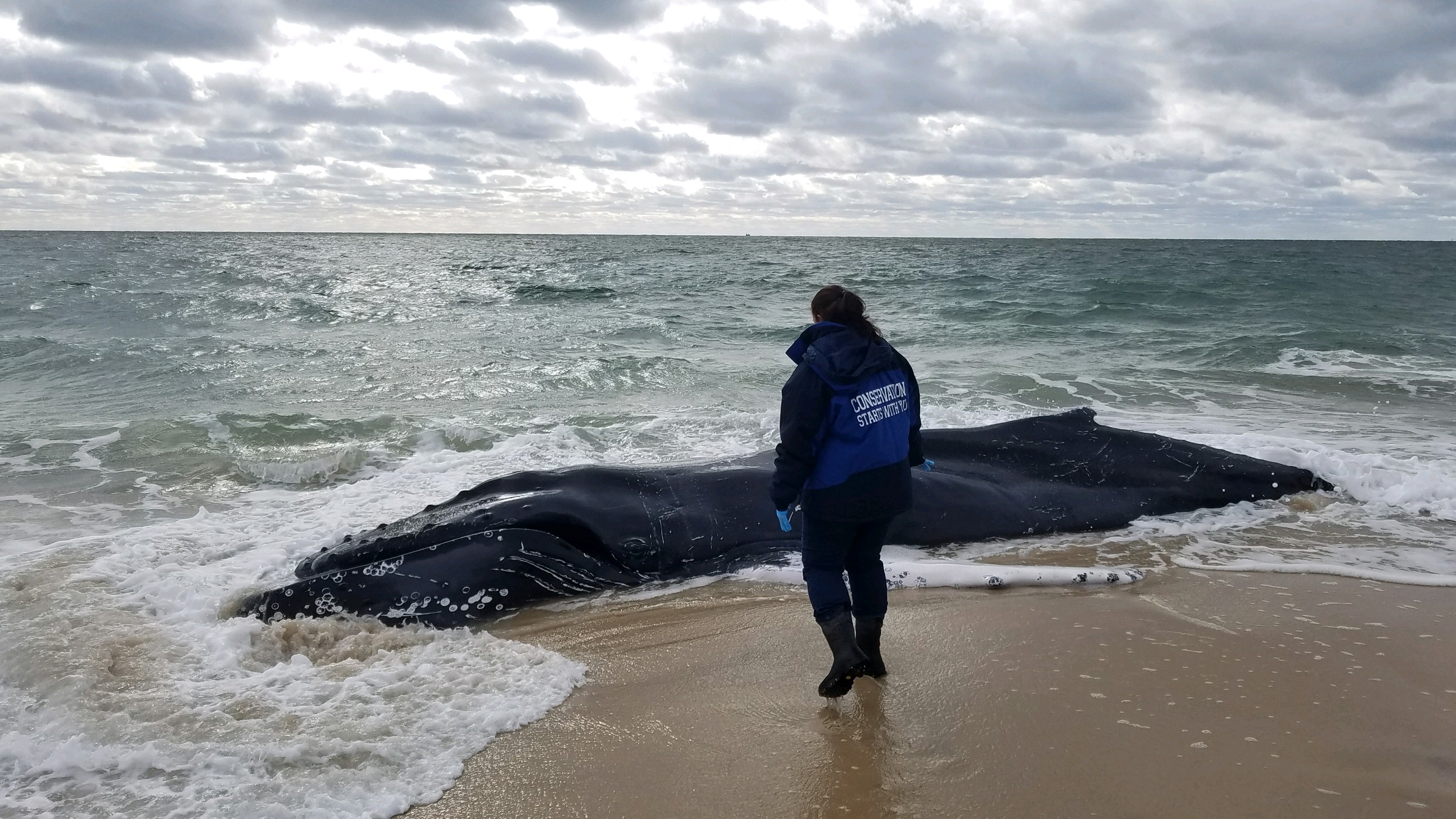 Dead Humpback Whale Found in Southampton Village | The East Hampton Star